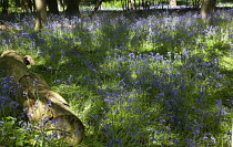 Bluebells, Hyacinthoides non-scripta, in woodland area near Crossbush, West Sussex, England.