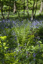 Bluebells, Hyacinthoides non-scripta, in woodland area near Crossbush, West Sussex, England.