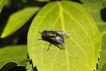 Animals, Insects, Fly, Greenbottle, Lucilia caesar, Resting on leaf in garden, Wirral, England, UK. Animals, Insects, Fly.