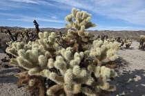 USA, California, Joshua Treee National Park, Cactus in Cholla Cactus Garden. USA, California, Johua Tree National Park.