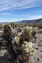 USA, California, Joshua Treee National Park, Cactus in Cholla Cactus Garden. USA, California, Joshua Tree National Park.