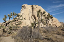 USA, California, Joshua Tree National Park, Joshua trees and rock outcrops in the Mojave Desert. USA, California, Joshua Tree National Park.