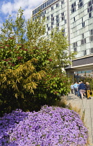 USA, New York, Manhattan, people walking in The Gansevoort Woodland on the High Line a linear park on an elevated disused railroad called the West Side Line. USA, New York State, New York City.