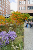 USA, New York, Manhattan, people walking along a path beside plants in autumn colours leading to the Chelsea Market Passage on the High Line linear park on a disused elevated railroad spur called the...