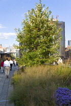 USA, New York, Manhattan, people walking on a path through plants on the High Line a linear park on a disused elevated railraod spur called The West Side Line.  USA, New York State, New York City.