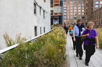 USA, New York, Manhattan, people walking through the Wildflower Field on the High Line linear park on a disused elevated railroad spur called the West Side Line running between high rise buildings in...