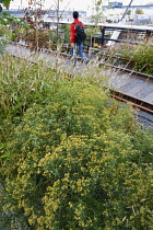 USA, New York, Manhattan, people walking among plants and old rails on the High Line linear park on an elevated disused railroad spur called The West Side Line beside the Hudson Rail Yards. USA, New...