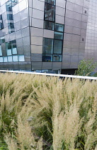 USA, New York, Manhattan, grasses in flower in the Wildflower Field on the High Line linear park on a disused elevated railroad spur called the West Side Line beside metal clad building  Midtown. USA...