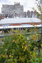 USA, New York, Manhattan, industrial buildings with water towers on the rooves beside the High Line linear park on an elevated disused railroad spur called the West Side Line at the north end by the H...