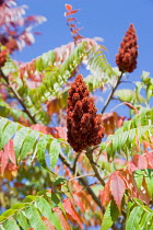 Staghorn sumac, Rhus typhina, drupes of red fruit berries on braches of a tree in autumn against a blue sky. Plants, Trees, Staghorn Sumac.