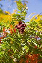 Winged sumac, Rhus copallinum, drupes of red fruit berries on leafy braches of a tree in autumn against a blue sky. Plants, Trees, Winged Sumac.