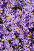 New York aster, Aster novi-belgi, massed purple flowers growing on the High Line linear park in Midtown Manhattan. Plants, Perennials, Flowers.