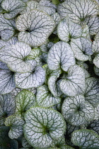 Siberian bugloss 'Jack Frost', Brunnera macrophylla, massed heart-shaped silver leaves edged and veined with green. Plants, Pernnial, Leaf.