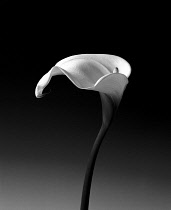 Arum Lily, Zantedeschia, black and white monochrome studio shot of a flower with large white bract on a long stem against a graduated background. Plants, Flowers, Lily.