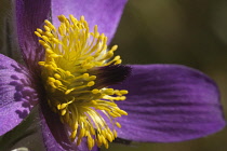 Pasqueflower, Pulsatilla vulgaris, Close view of one open mauve flower with yellow stamens. Plants, Flowers, Pasqueflower.