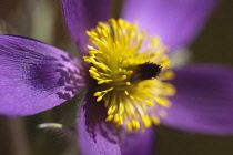 Pasqueflower, Pulsatilla vulgaris, Close view of one open mauve flower with yellow stamens. Plants, Flowers, Pasqueflower.