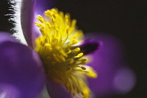 Pasqueflower, Pulsatilla vulgaris, Close view of one open mauve flower with yellow stamens. Plants, Flowers, Pasqueflower.