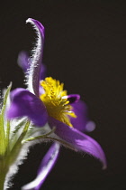 Pasqueflower, Pulsatilla vulgaris, Close view of one open mauve flower with yellow stamens. Plants, Flowers, Pasqueflower.