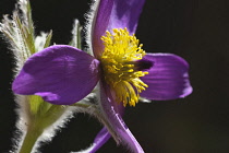 Pasqueflower, Pulsatilla vulgaris, Close view of one open mauve flower with yellow stamens. Plants, Flowers, Pasqueflower.