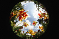 Plants, Flowers, Tulips growing shot from ground level with fish eye lens looking up. Plants, Flowers, Tulips.