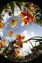 Plants, Flowers, Tulips growing shot from ground level with fish eye lens looking up. Plants, Flowers, Tulips.