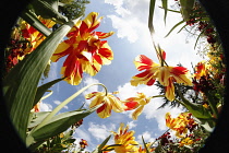 Plants, Flowers, Tulips growing shot from ground level with fish eye lens looking up. Plants, Flowers, Tulips.