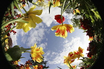 Plants, Flowers, Tulips growing shot from ground level with fish eye lens looking up. Plants, Flowers, Tulips.