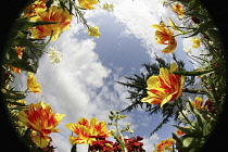 Plants, Flowers, Tulips growing shot from ground level with fish eye lens looking up. Plants, Flowers, Tulips.