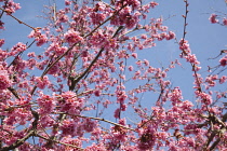 Cherry Blossom Tree, Prunus, detail of pink coloured blossoms on tree in domestic garden. Plants, Trees, Blossom.