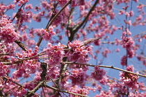 Cherry Blossom Tree, Prunus, detail of pink coloured blossoms on tree in domestic garden. Plants, Trees, Blossom.