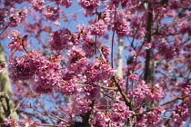 Cherry Blossom Tree, Prunus, detail of pink coloured blossoms on tree in domestic garden. Plants, Trees, Blossom.