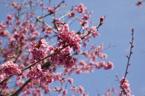 Cherry Blossom Tree, Prunus, detail of pink coloured blossoms on tree in domestic garden. Plants, Trees, Blossom.