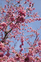 Cherry Blossom Tree, Prunus, detail of pink coloured blossoms on tree in domestic garden. Plants, Trees, Blossom.