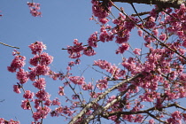 Cherry Blossom Tree, Prunus, detail of pink coloured blossoms on tree in domestic garden. Plants, Trees, Blossom.
