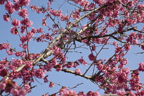 Cherry Blossom Tree, Prunus, detail of pink coloured blossoms on tree in domestic garden. Plants, Trees, Blossom.