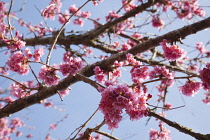 Cherry Blossom Tree, Prunus, detail of pink coloured blossoms on tree in domestic garden. Plants, Trees, Blossom.