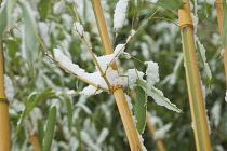 Plants, Grasses, Bamboo covered in snow. Plants, Grasses, Bamboo.