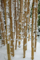 Plants, Grasses, Bamboo covered in snow. Plants, Grasses, Bamboo.