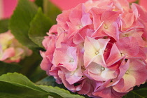 Plants, Flowers, Hydrangea, Close up pink coloured flowerhead. Plants, Flowers, Hydrangea.