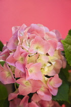 Plants, Flowers, Hydrangea, Close up pink coloured flowerhead. Plants, Flowers, Hydrangea.