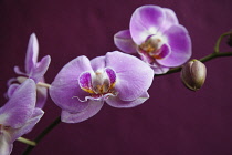 Plants, Flowers, Orchid, Pink flowers against a purple background. Plants, Flowers, Orchid.