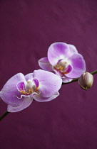 Plants, Flowers, Orchid, Pink flowers against a purple background. Plants, Flowers, Orchid.