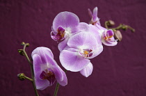 Plants, Flowers, Orchid, Pink flowers against a purple background. Plants, Flowers, Orchid.