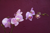 Plants, Flowers, Orchid, Pink flowers against a purple background. Plants, Flowers, Orchid.