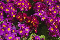 Plants, Flowers, Pansies, Close up of pink and red coloured flowers. Plants, Flowers, Pansy.