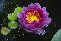 Plants, Flowers, Water Lily, Close up of pink coloured flower with yellow stamen. Plants, Flowers, Water Lily.