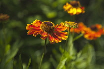 Plants, Flowers, Sneezeweed, Close up of orange coloured Helenium Moerheim Beauty Flowerhead. Plants, Flowers, Sneezweed.