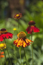 Plants, Flowers, Sneezeweed, Close up of orange coloured Helenium Moerheim Beauty Flowerhead. Plants, Flowers, Sneezweed.