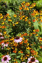 USA, New York State, New York City, Manhattan, Echinacea growing on the High Line public park on disused elevated railway track in the meat packing district. USA, New York State, New York City.