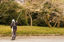 Japan, Kyoto, Uji, Byoodoo-in,  a gardener knocking autumn maple leaves from the tree. Honshu